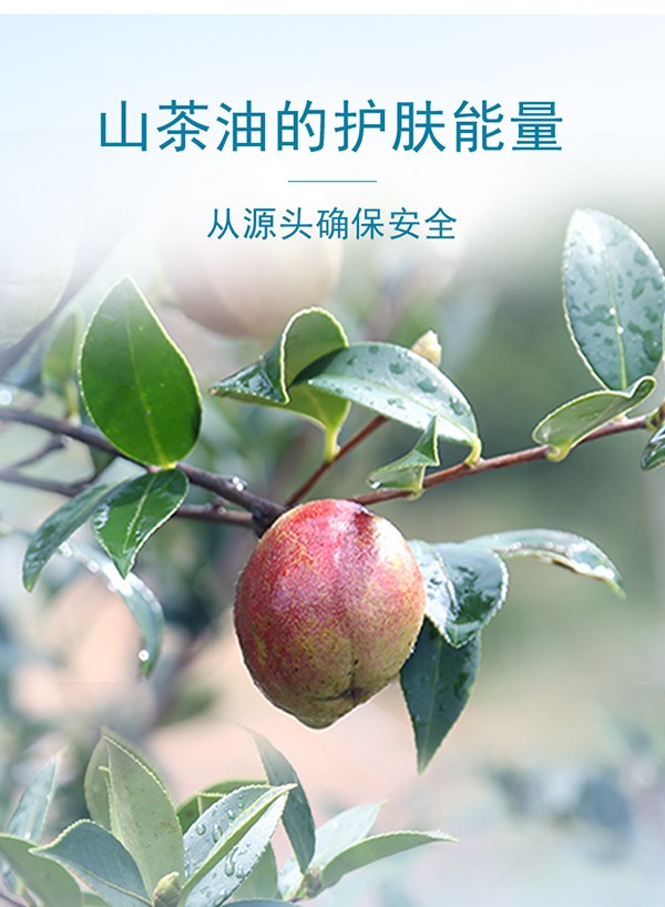 天使森林山茶籽精華兒童洗發(fā)水詳情_(kāi)04.jpg
