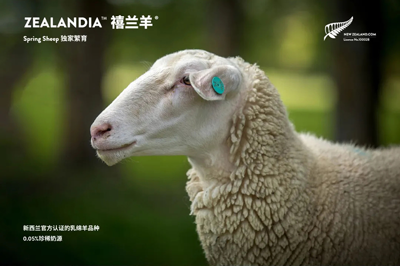 Spring Sheep���dȫ�d����׃��̷�����^ע���@�G����CBME05.jpg